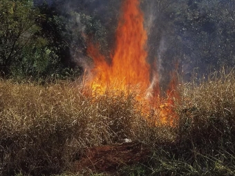 queimada