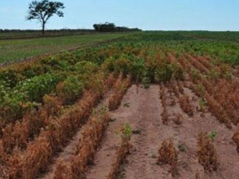 Destacao - falta de chuvas e altas temperaturas - argentina - 03/02/2016