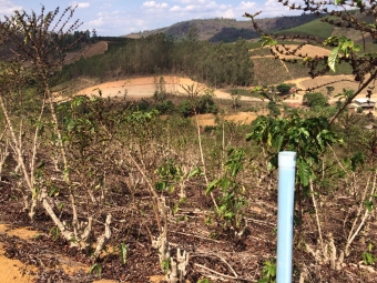 Lavouras de café robusta afetadas pela seca na Região de Vila Valério (ES)
