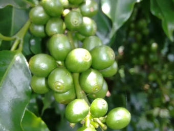 Imagem do dia - Lavoura de café em São Pedro da União (MG), do produtor Fernando Barbosa