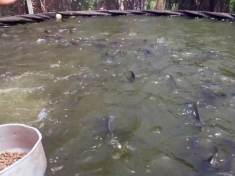 Tanque - Peixe - Ração - 16:9