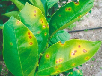 greening na Laranja 16:9