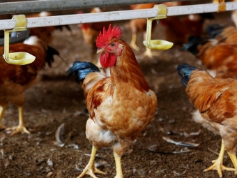 frango, granja, china