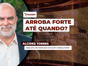 alcides