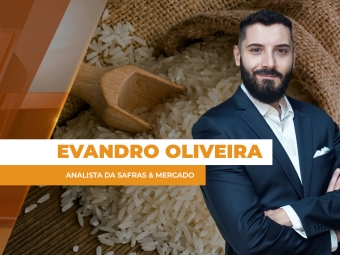 arroz site