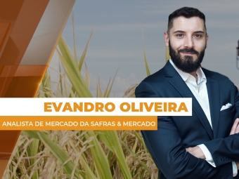 arroz site