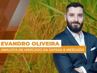 arroz - site