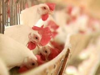 Frango Vivo - Destaque 2
