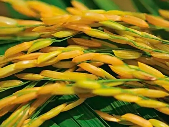 Arroz 16:9