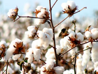 algodao destaque video