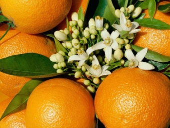 Laranja - Destaque 2 - 377x370