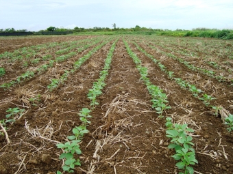 Plantio de soja em Rondônia 2