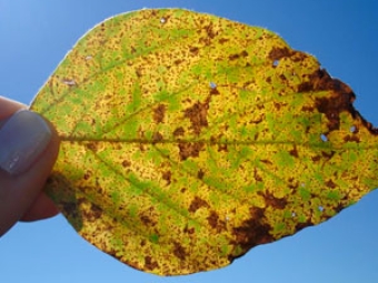 Ferrugem Asiatica destaque video