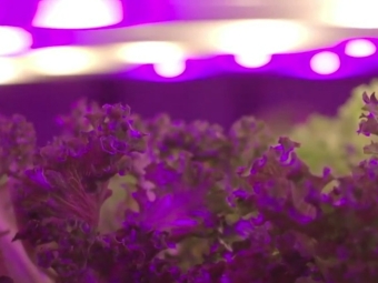 Pink farm