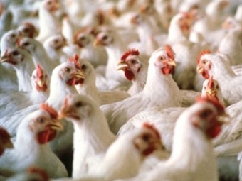 Frango - Destaque 2 - 377x370