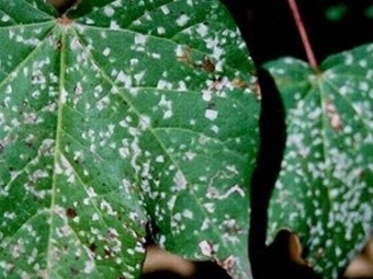 Ramularia algodao, algodao 16:9