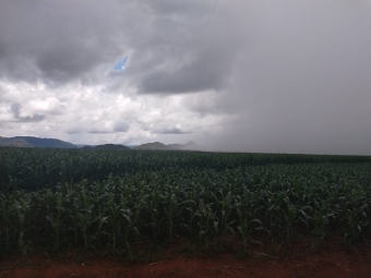 Lavouras soja, milho e feijão caupi em Silvanopolis/To - Foto: Dari Fronza