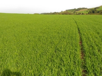 Lavoura de trigo em Humaitá (RS). Envio de Anderson S. Nass