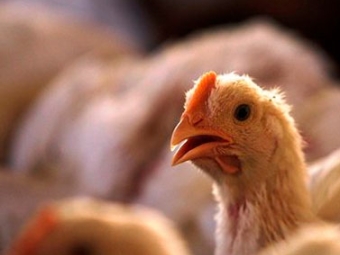 Frango - Destaque 2 - 377x370