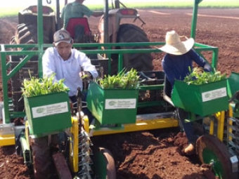 Denilson Vitti - Engenheiro Agronômo da Associcana