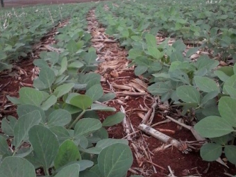 Imagem do dia - Soja em Iracema do Oeste (PR), do produtor Rogerio Tavares