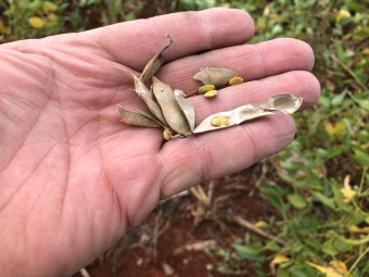 Soja 2018/19 sofrendo com a seca em Doutor Camargo/PR