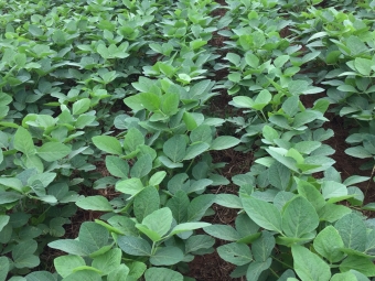 Imagem do dia  - Lavoura de Soja em Domingo Martinez Irala (PY), do produtor Claudio Mattos