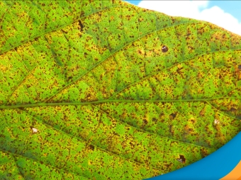 ferrugem-asiatica