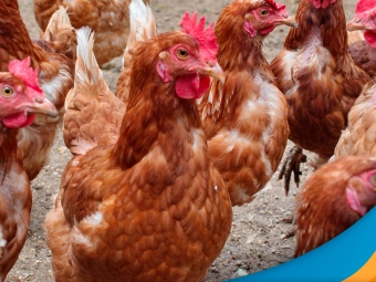 Frango-3