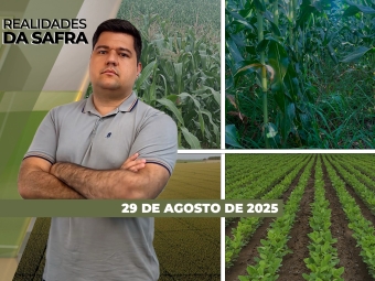 íntegra 29-08