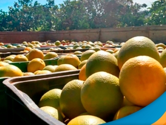 laranja