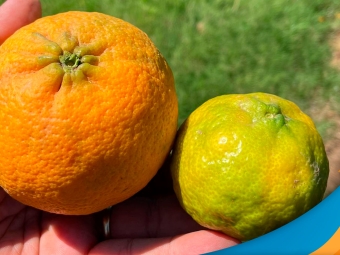 laranja-6