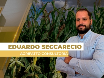 milho site