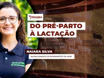 NAIARA