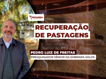 pecuaria pedro