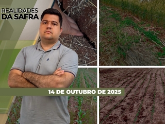 RDS - THUMB - VINICIUS BORDA