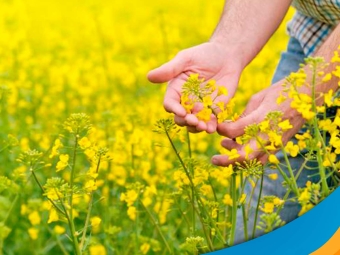 thumb canola