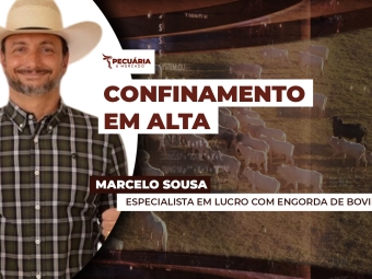 THUMB PECUÁRIA & MERCADO MARCELO
