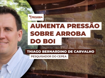 THUMB PECUÁRIA & MERCADO - Thiago Thiago Bernardino de Carvalho