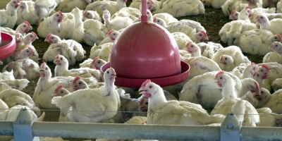 Gripe aviária: Argentina confirma segundo caso em aves comerciais