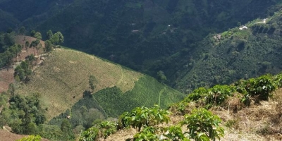 El Niño, e não terremoto, afetará safra de café da Colômbia, diz líder do setor
