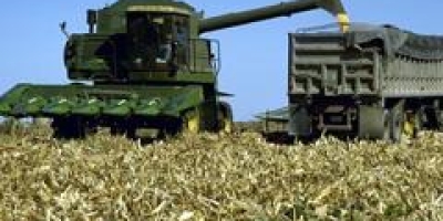 Colheita de milho em MT avança a 32,41%, enquanto a de algodão tem início, diz Imea