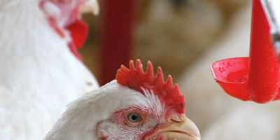 Frango/Cepea: Poder de compra frente ao farelo recua 16% em um ano