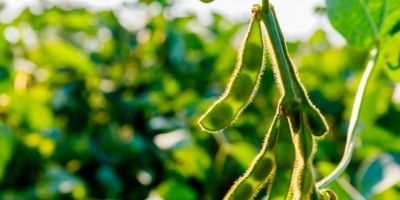 Área plantada com soja no Brasil em 26/27 terá o menor aumento em 20 anos, diz Veeries