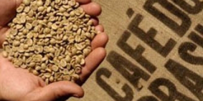 Exportação de café do Brasil pode saltar em 26/27, mas há desafios na qualidade, diz Cecafé