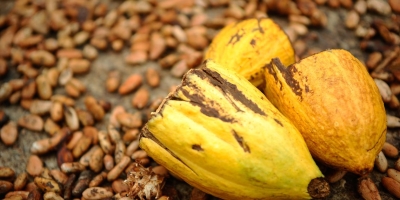 Cacau amplia perdas na bolsa ICE