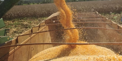 AgRural: Com MT entrando na reta final, colheita de milho safrinha chega a 49% no Centro-Sul do país