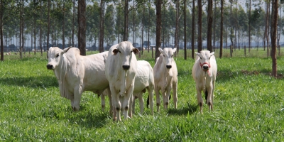 Mercado de genética bovina cresce 12,4% no primeiro semestre e supera 12 milhões de doses de sêmen comercializadas