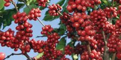 IBGE reduz em 1,2% previsão de safra de café do Brasil com ajuste nos canéforas