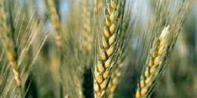 Trigo/Cepea: Preços se recuperam em abril, com oferta limitada e baixa liquidez